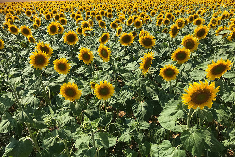 Tournesols de Gigny